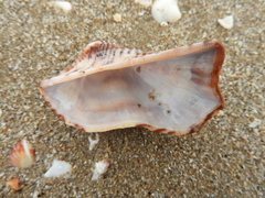 Arca pacifica