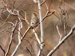 Carpodacus davidianus
