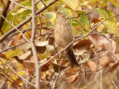 Carpodacus davidianus