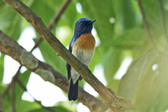 Cyornis rubeculoides