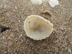 Crucibulum scutellatum
