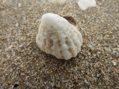 Crucibulum scutellatum
