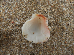 Argopecten ventricosus