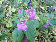 Impatiens textorii
