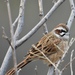 Meadow Bunting - Photo (c) 茶棚, some rights reserved (CC BY-NC-SA)