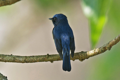 Cyornis rubeculoides