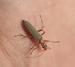 Copidita quadrimaculata