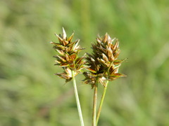Carex hoodii