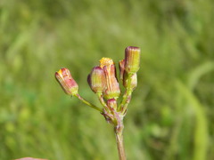 Packera pseudaurea pseudaurea