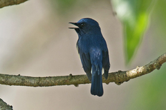 Cyornis rubeculoides