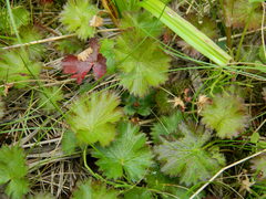 Waldsteinia idahoensis