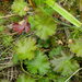 Idaho Barren Strawberry - Photo (c) mhays, some rights reserved (CC BY-NC), uploaded by mhays