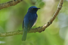 Cyornis rubeculoides