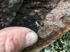 Ululodes quadripunctatus