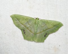 Image of Phrudocentra trimaculata