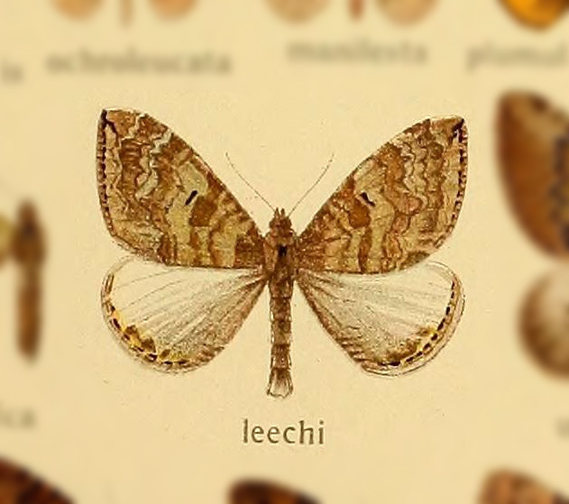 Photoscotosia leechi