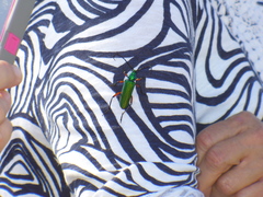 Plinthocoelium suaveolens