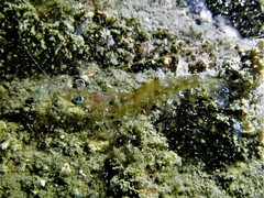 Heteropenaeus longimanus