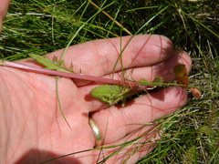 Packera pseudaurea pseudaurea