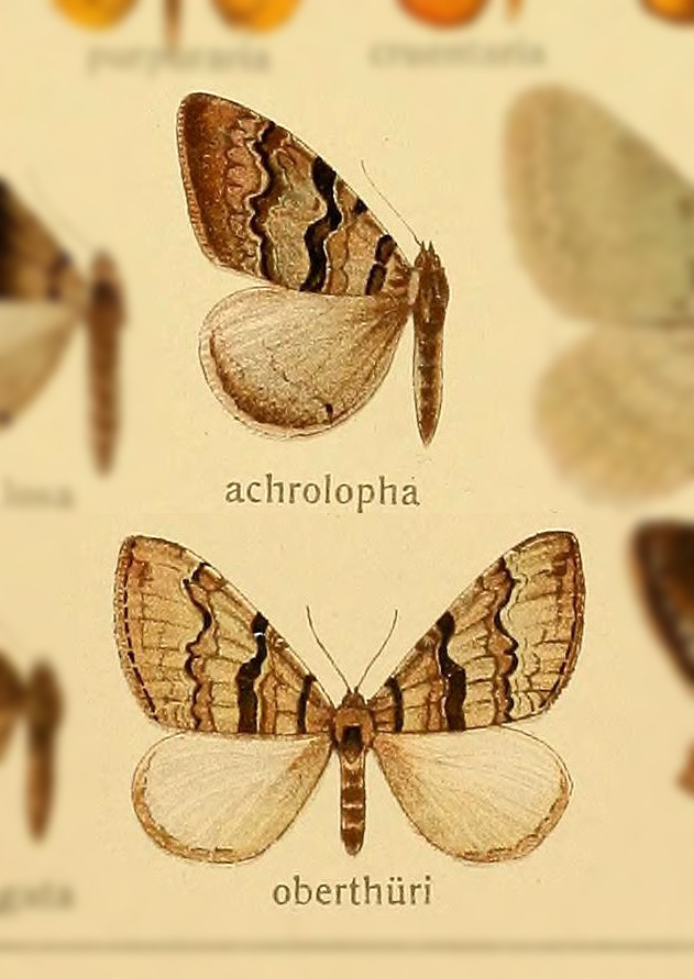 Photoscotosia achrolopha