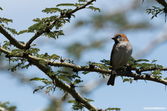 Passer rufocinctus