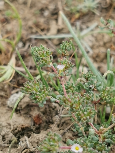 Image of Frankenia pulverulenta by (c) Elena_Sherehora, some rights reserved (CC BY)
