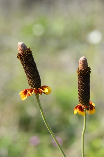 naked Mexicanhat (Ratibida peduncularis var. peduncularis)