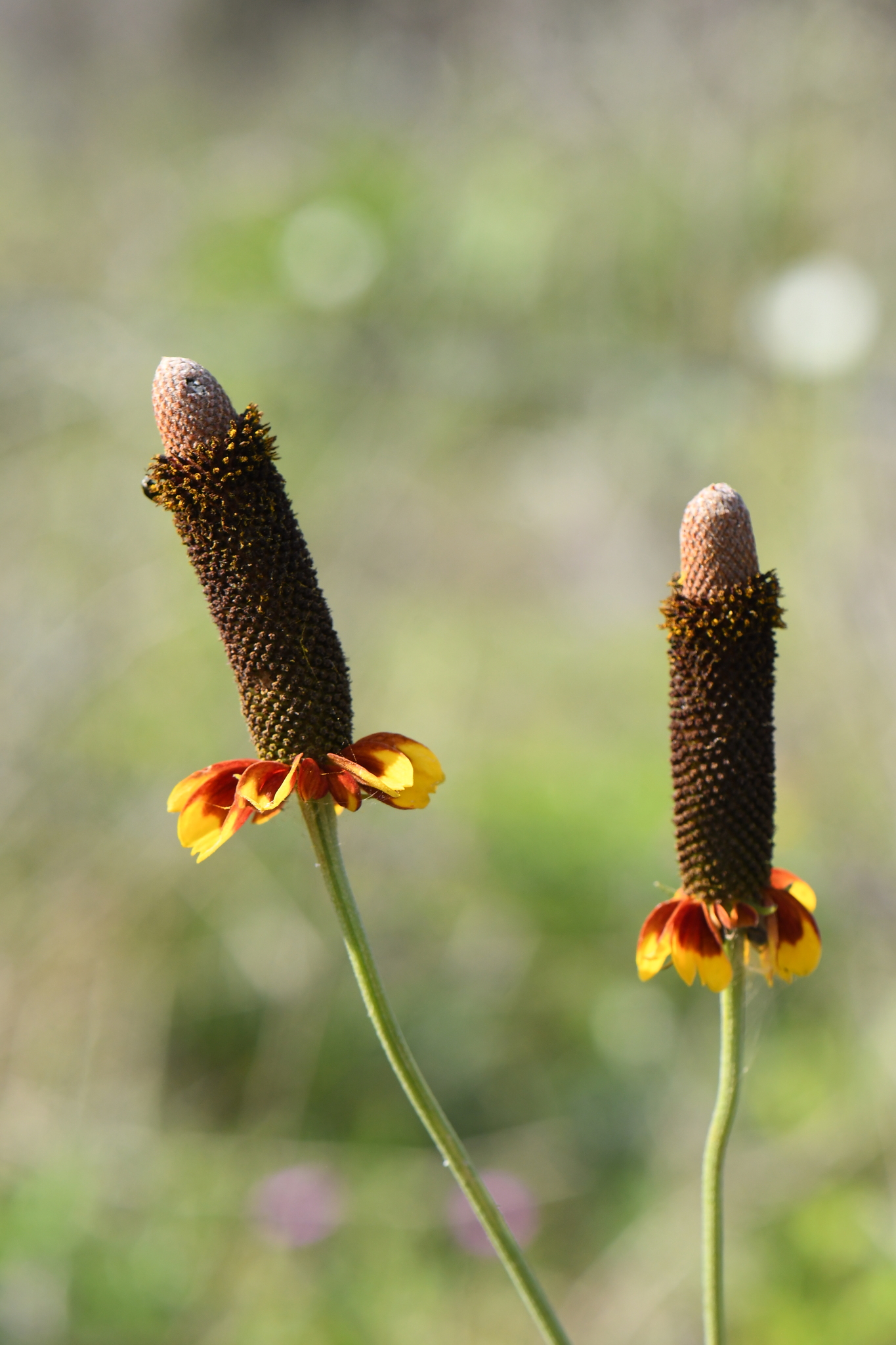 Ratibida peduncularis