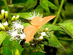 Emesis vulpina