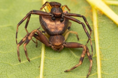 Pistius truncatus (Pallas, 1772)