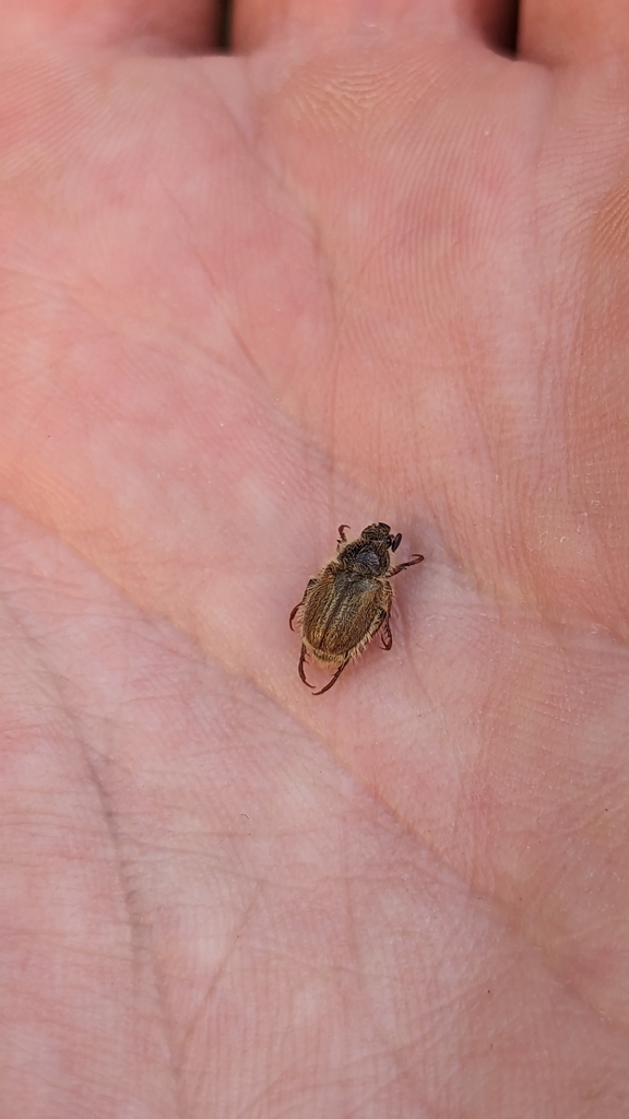 Hemichaetoplia