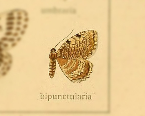 Philereme bipunctularia