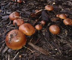 Agrocybe arvalis