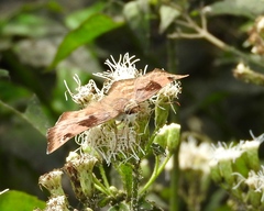 Arteurotia tractipennis