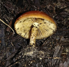 Agrocybe arvalis