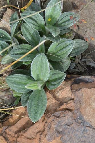 Tuberaria lignosa image