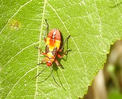 Oncopeltus guttaloides