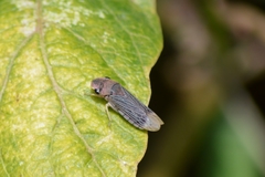 Oncometopia facialis