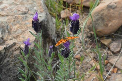 Lavandula stoechas image