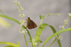 Iambrix salsala salsala