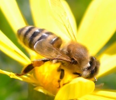 Apis mellifera
