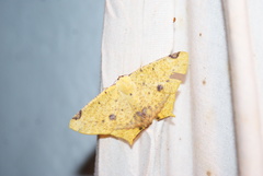 Nepheloleuca illiturata