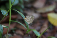 Jamides celeno aelianus