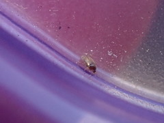 Corylophidae