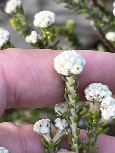 Lime Hardleaf (Phylica selaginoides)