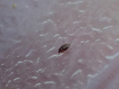 Corylophidae