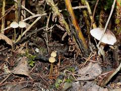 Leucoagaricus flammeotinctus