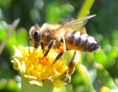 Apis mellifera