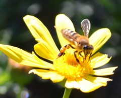 Apis mellifera