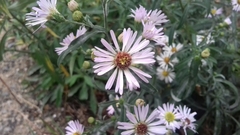 Symphyotrichum lanceolatum